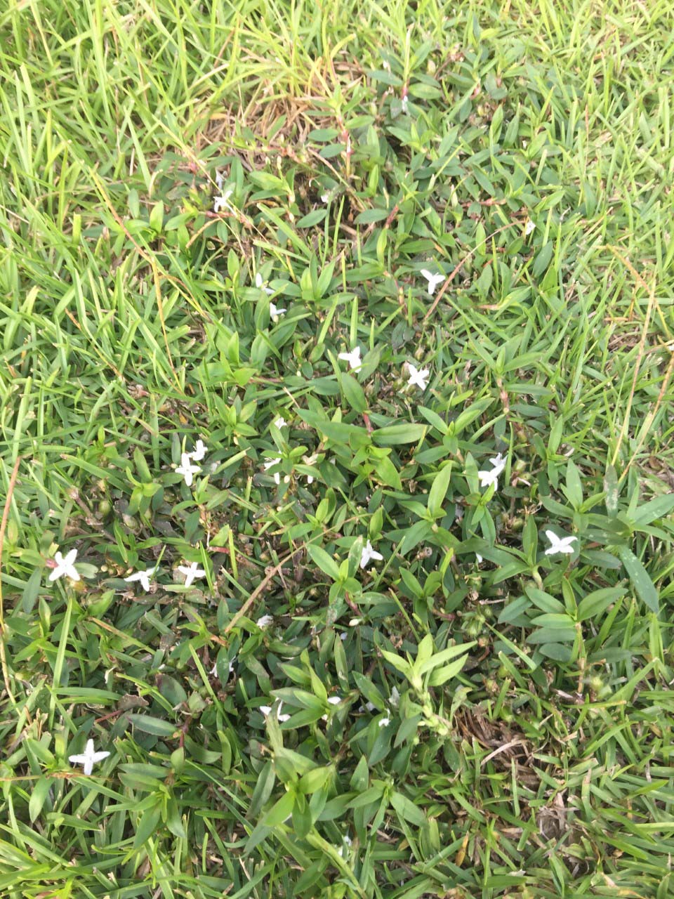 thumbnail_virginia buttonweed begins flowering in mid-summerjpg